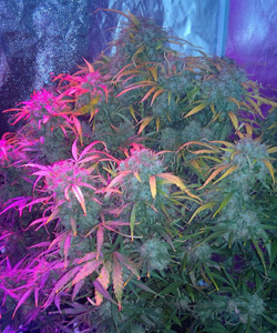 Autoflower Cannabis Pflanze innen Autoflower Cannabis Pflanze innen