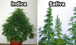 Indica vs Sativa cannabis Pflanze Indica vs Sativa cannabis Pflanze