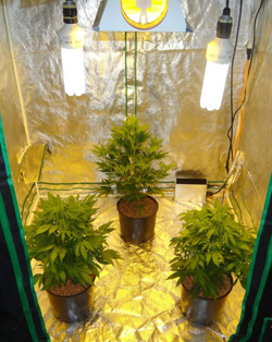 Innen züchten cannabis samen Innen züchten cannabis samen