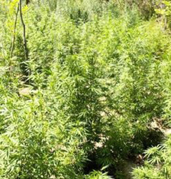 Draußen Guerrilla Autoflower Cannabis Draußen Guerrilla Autoflower Cannabis