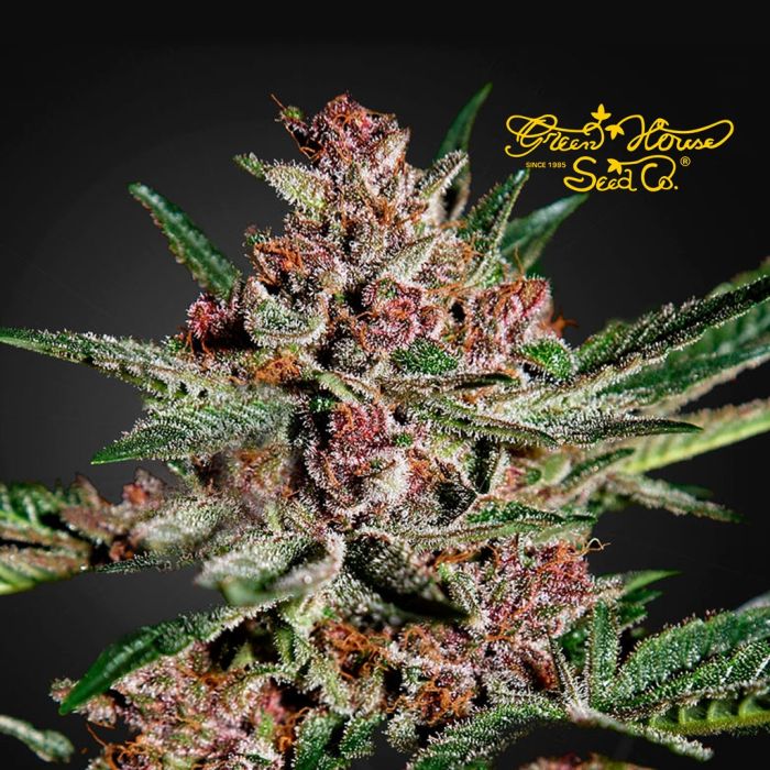Bubba Kush (Greenhouse Seeds) 3 Samen main product photo