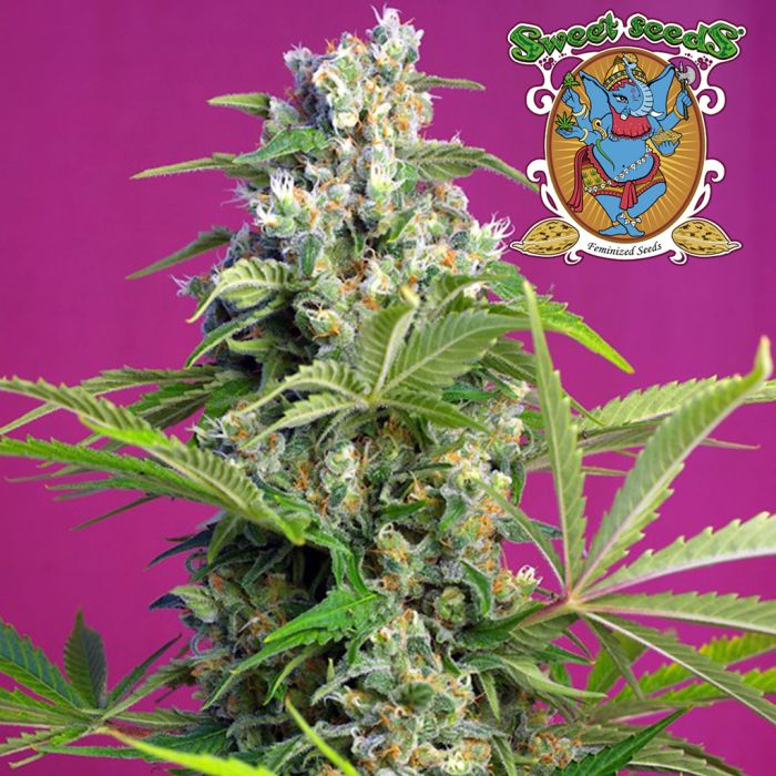 Gorilla Girl (Sweet Seeds) main product photo