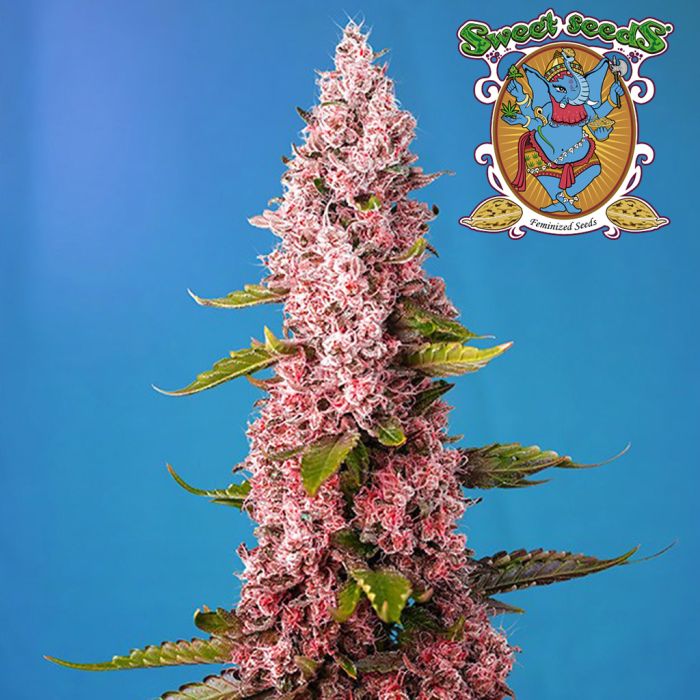 Red Hot Cookies (Sweet Seeds) main product photo
