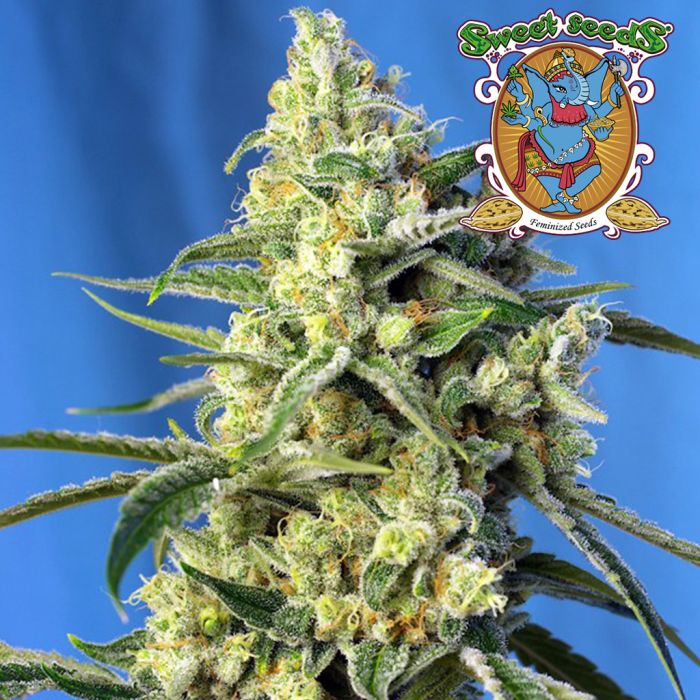 Sweet Amnesia Haze (Sweet Seeds) main product photo