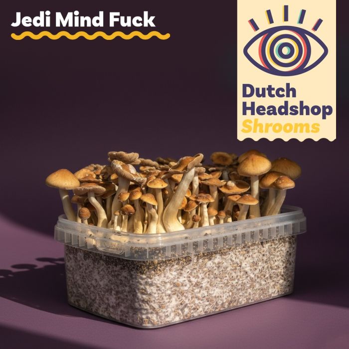 Magic Mushrooms Growkit Jedi Mind Fuck 1200cc (Hausmarke) main product photo