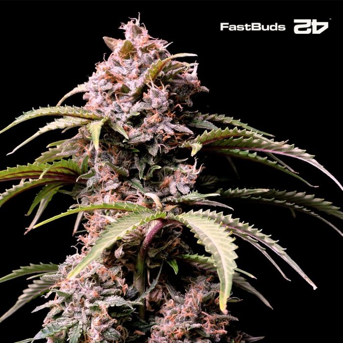 Amnesia Z Auto (Fast Buds) main product photo
