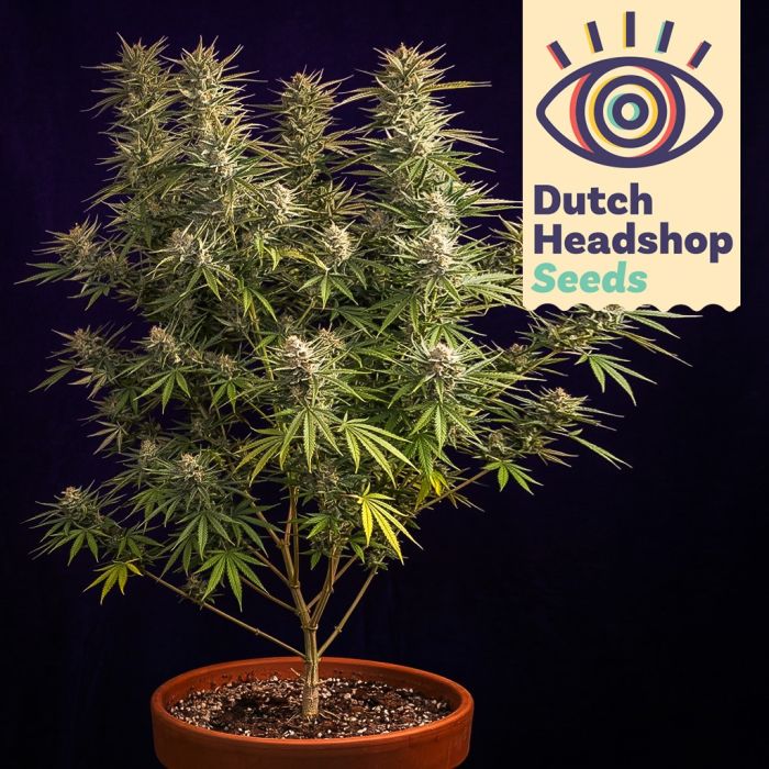 Auto Jack Herer (Hausmarke) main product photo