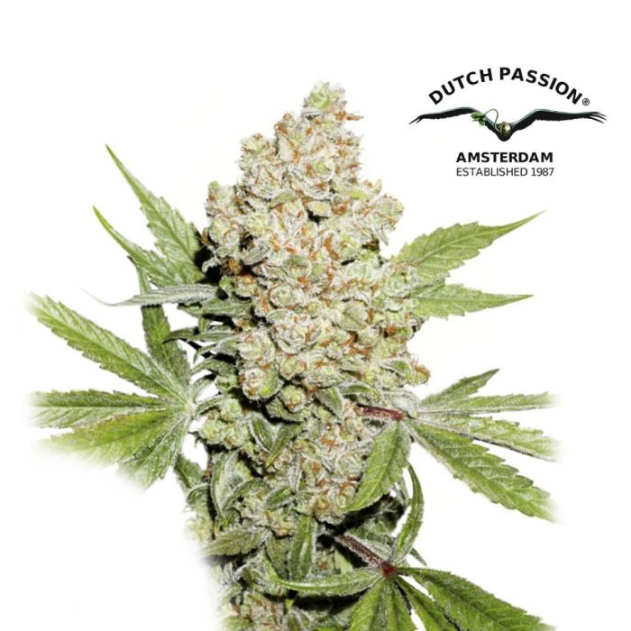 Auto Lemon Kix (Dutch Passion) main product photo