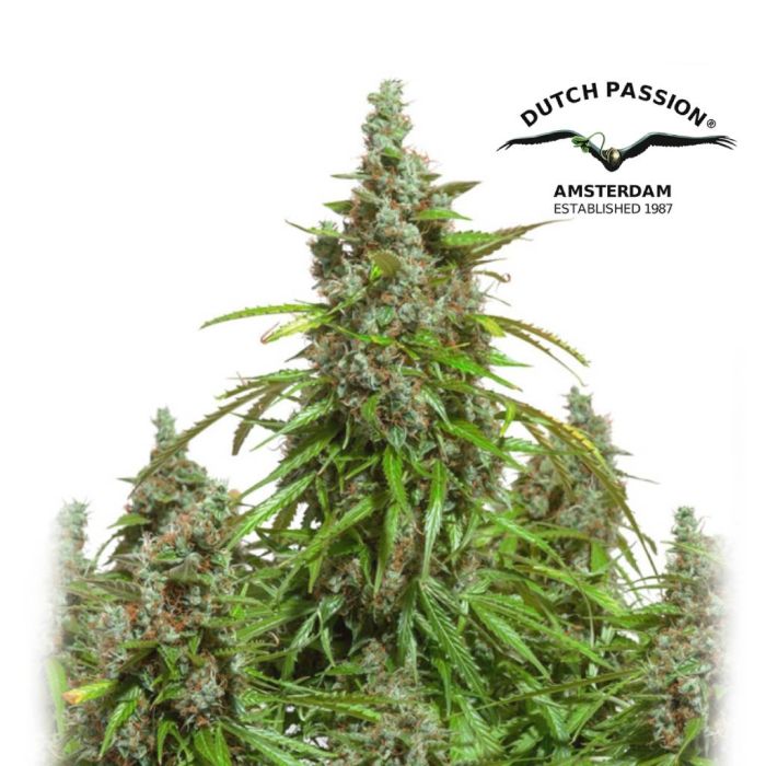 Auto Mazar (Dutch Passion) 3 Samen main product photo