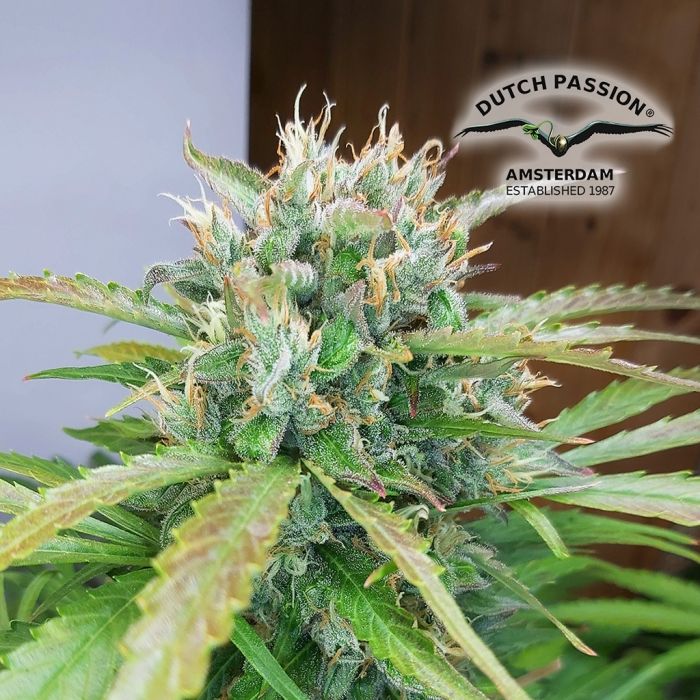 Auto Orange Bud (Dutch Passion) 3 Samen main product photo