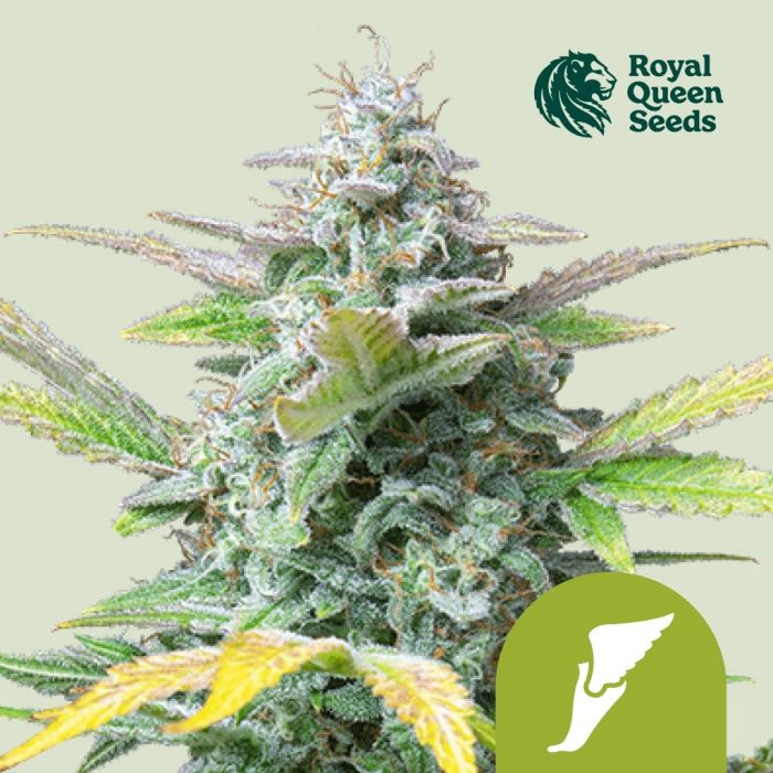 Quick One Autoflower (Royal Queen Seeds) 5 Samen main product photo