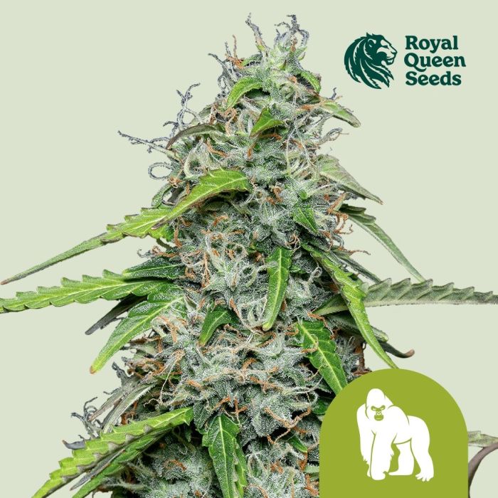 Royal Gorilla Automatic (Royal Queen Seeds) 3 Samen main product photo