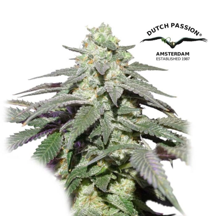 Auto Skywalker Haze (Dutch Passion) main product photo