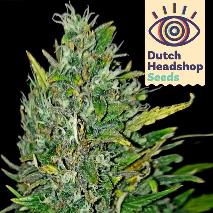 Auto Bruce Banner (Hausmarke) main product photo