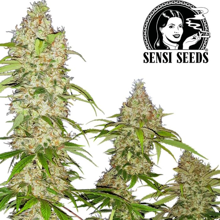 Banana Kush Cake (Sensi Seeds) main product photo
