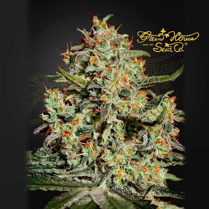 Big Bang (Greenhouse Seeds) 5 Samen main product photo