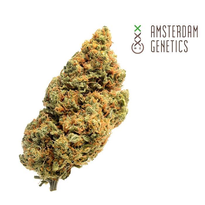 Blue Amnesia Autoflower (Amsterdam Genetics) 3 Samen main product photo
