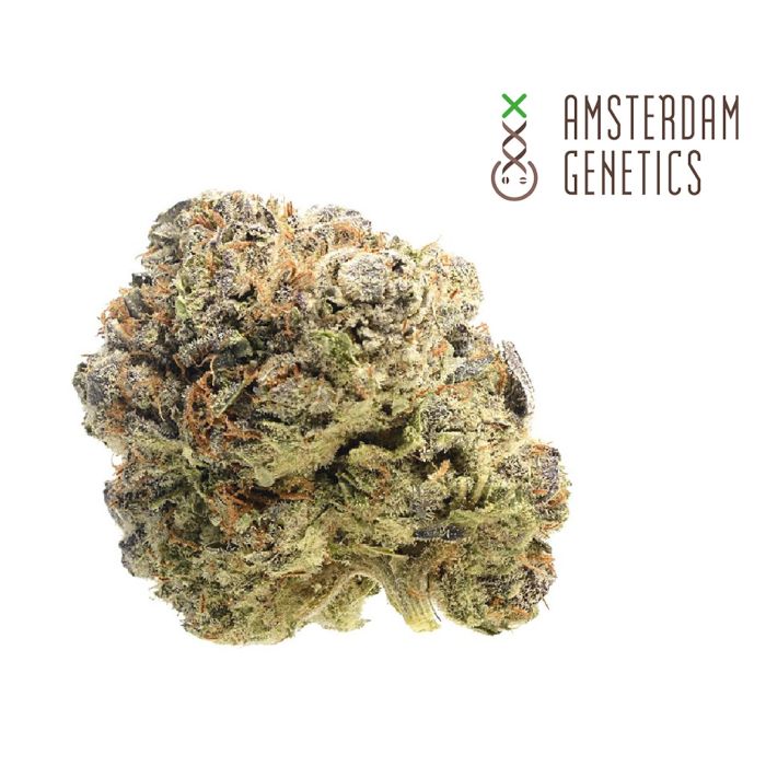Blue Monkey CBD (Amsterdam Genetics) main product photo