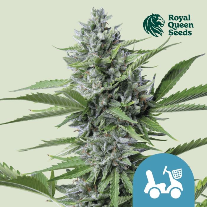 Fast Eddy Automatic CBD (Royal Queen Seeds) 5 Samen main product photo