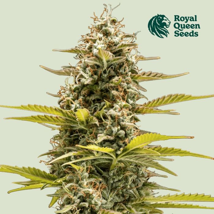 Cosmos F1 Auto (Royal Queen Seeds) main product photo