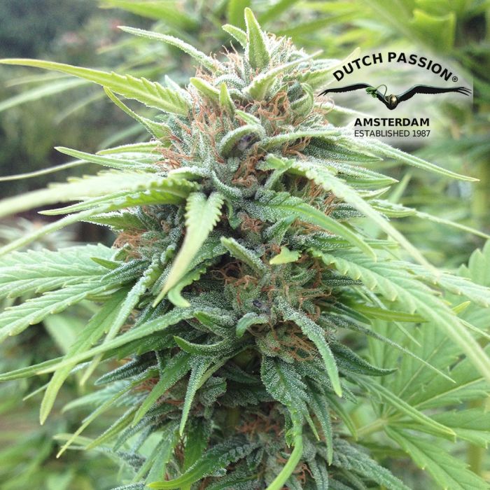 Durban Poison (Dutch Passion) 5 Samen main product photo