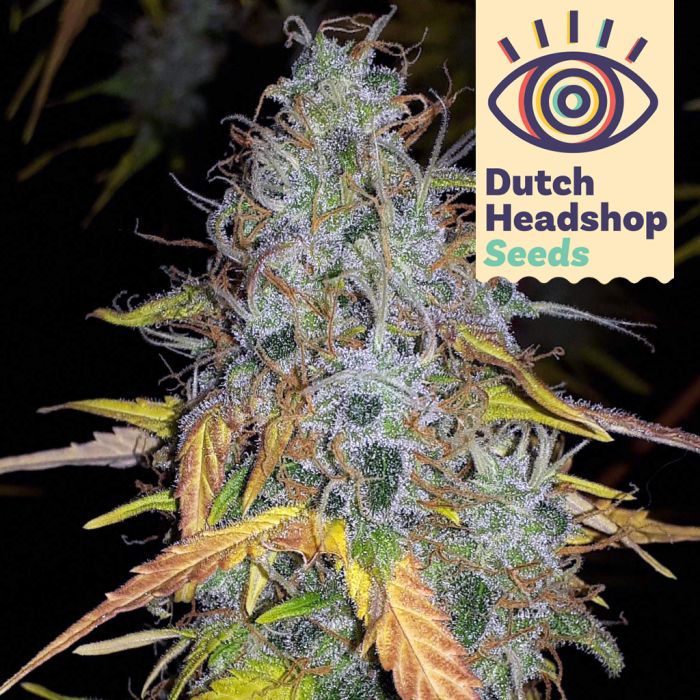 Auto Chemdawg (Hausmarke) main product photo