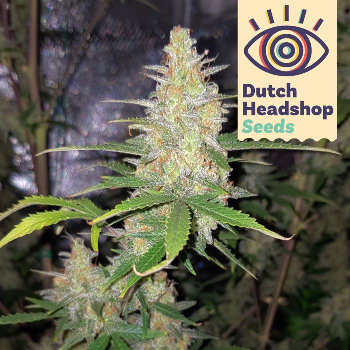 Auto Northern Light (Hausmarke) main product photo