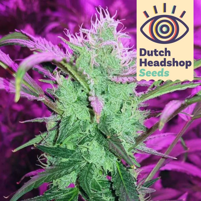 Auto Trainwreck (Hausmarke) main product photo