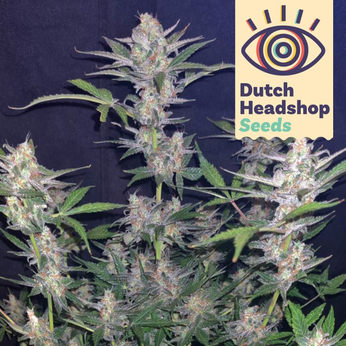 Auto White Widow (Hausmarke) main product photo