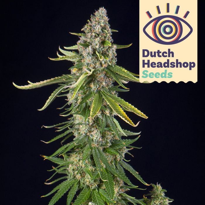 Classic Autoflower Mix (Hausmarke) 5 Samen main product photo