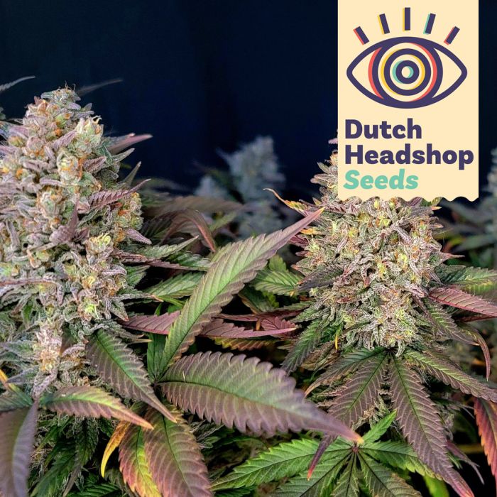 Massive AK (Hausmarke) main product photo