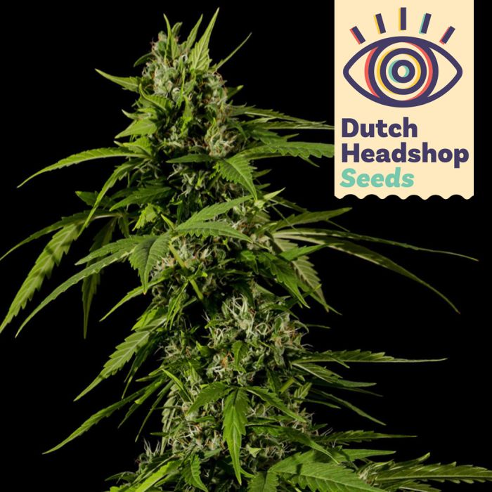 Auto Big Bud (Hausmarke) main product photo