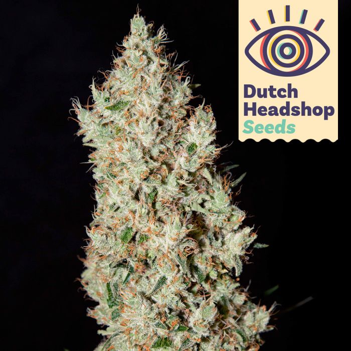 Super Silver Haze (Hausmarke) main product photo
