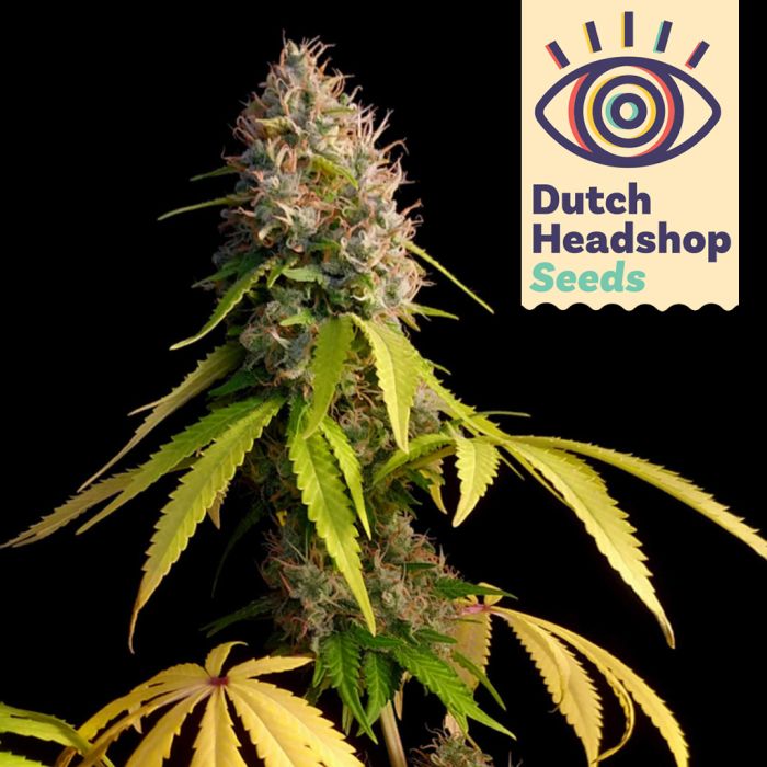 Grapefruit CBD (Hausmarke) main product photo