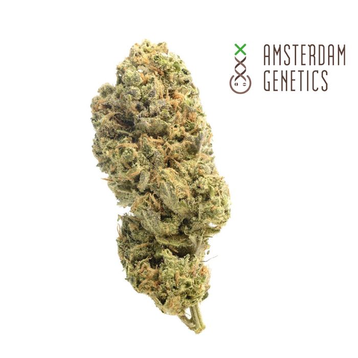 Grapefruit Superstar (Amsterdam Genetics) main product photo