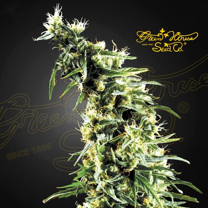 Hawaiian Snow (Greenhouse Seeds) 5 Samen main product photo