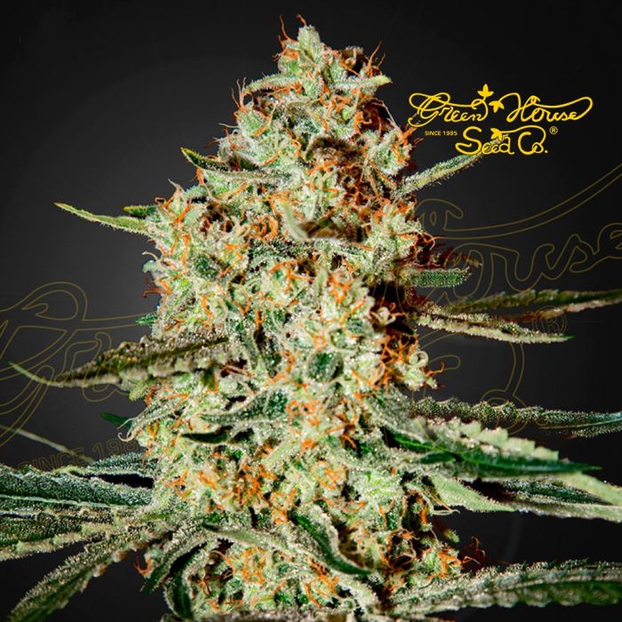 Himalaya Gold (Greenhouse Seeds) 5 Samen main product photo