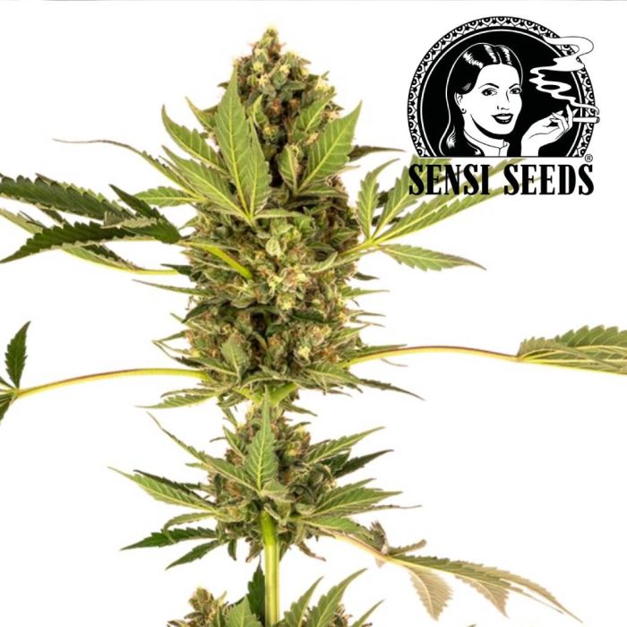 Himalayan CBD (Sensi Seeds) main product photo
