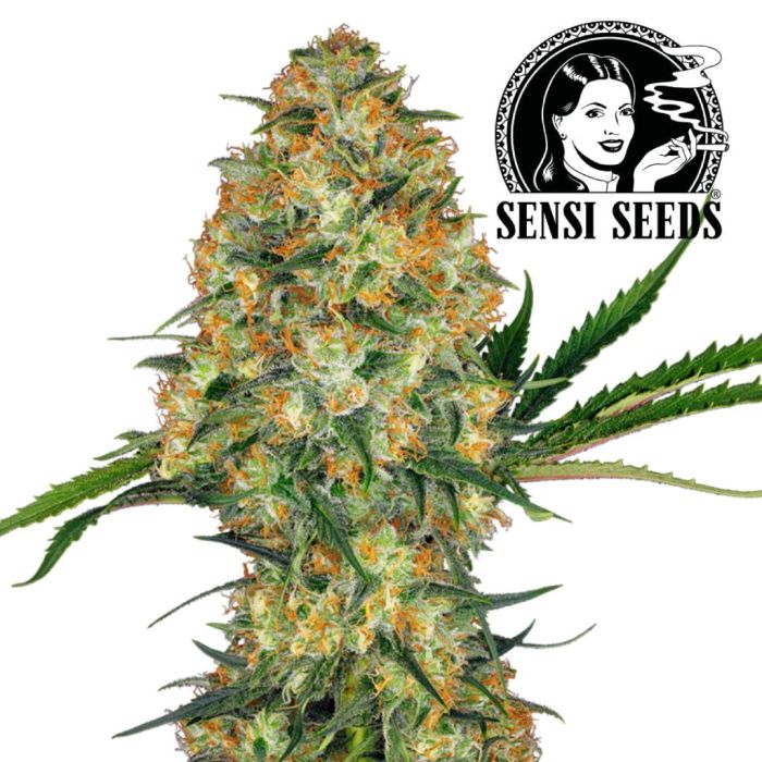 Hindu Kush (Sensi Seeds) main product photo