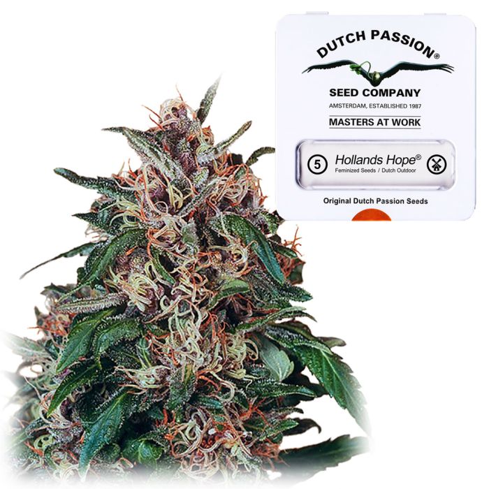 Hollands Hope (Dutch Passion) 5 Samen main product photo