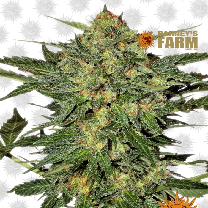 LSD (Barney's Farm) main product photo