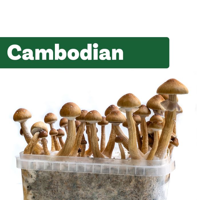 Zauberpilze Growkit Cambodian (Ready-to-Grow Growkit) main product photo