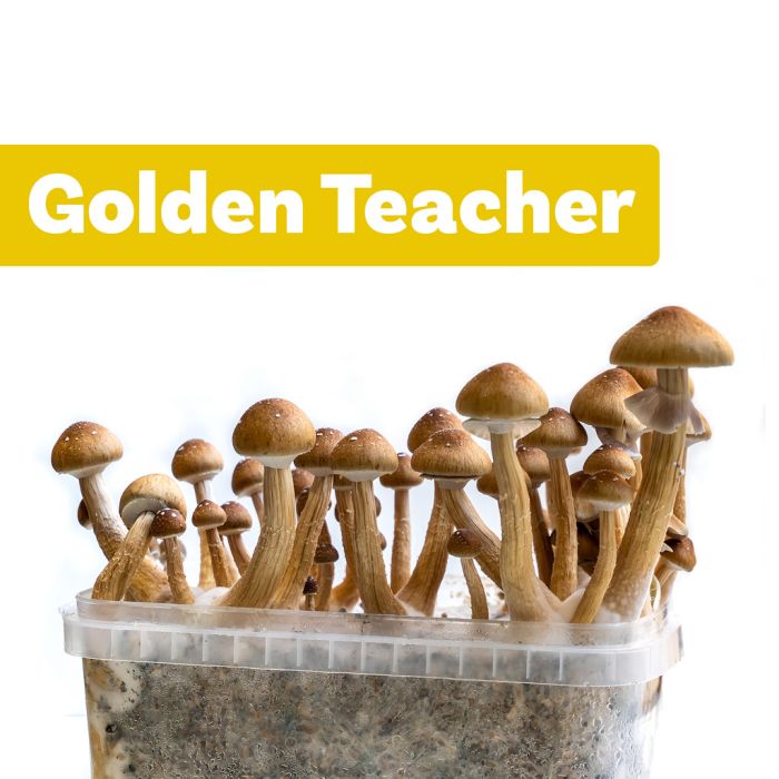 Magic Mushrooms Growkit Golden Teacher (Ready-to-Grow Growkit) main product photo