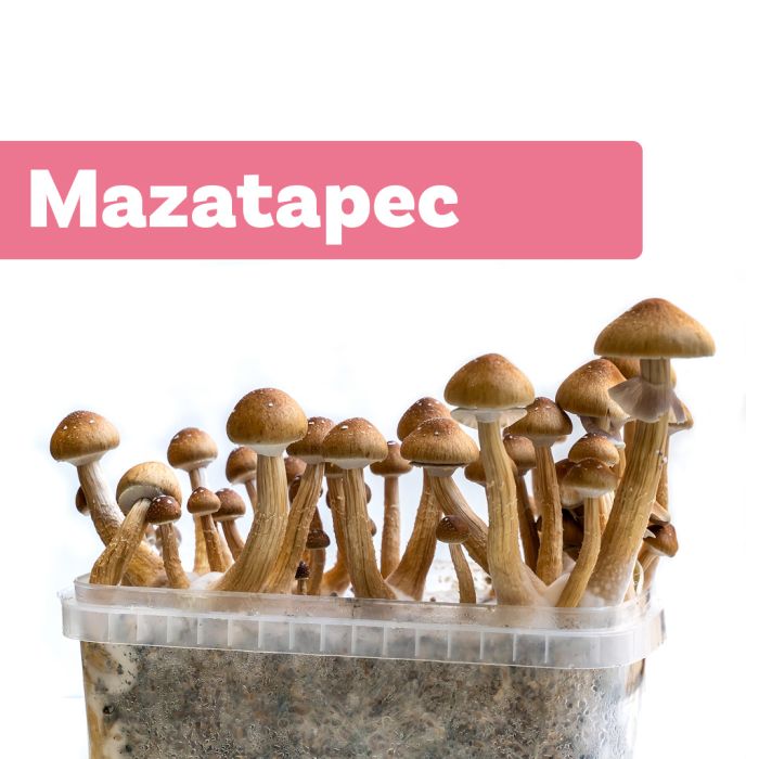Zauberpilze Growkit Mazatapec (Ready-to-Grow Growkit) main product photo