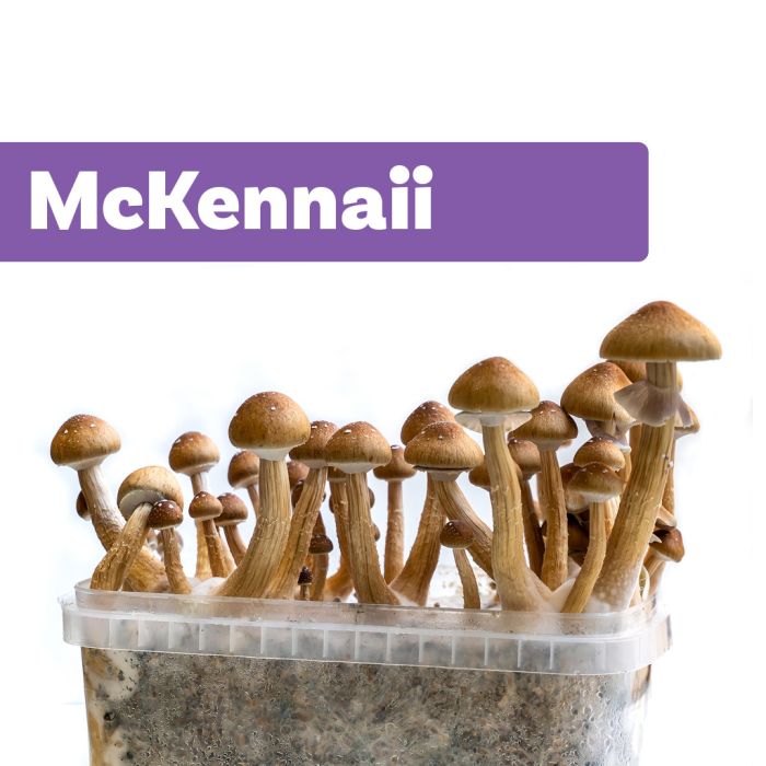 Magic Mushrooms Growkit McKennaii (Ready-to-Grow Growkit) main product photo