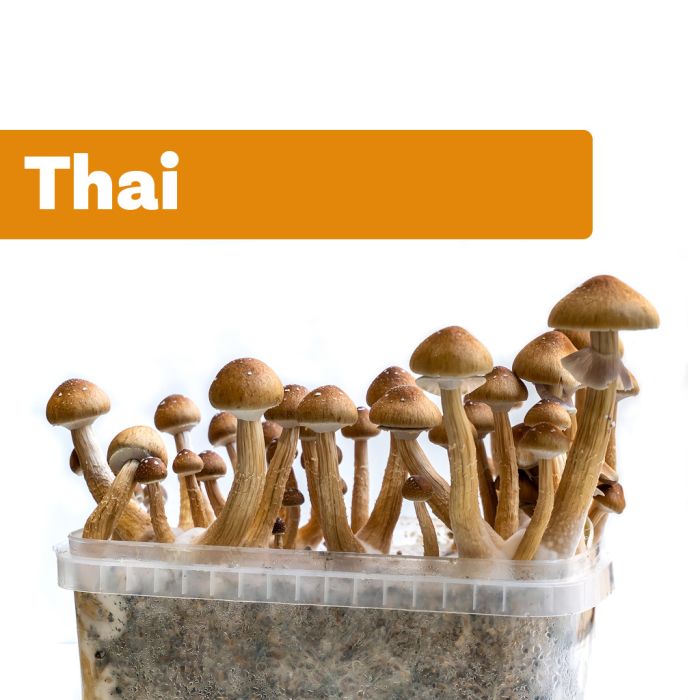 Magic Mushrooms Growkit Thai (Ready-to-Grow Growkit) main product photo