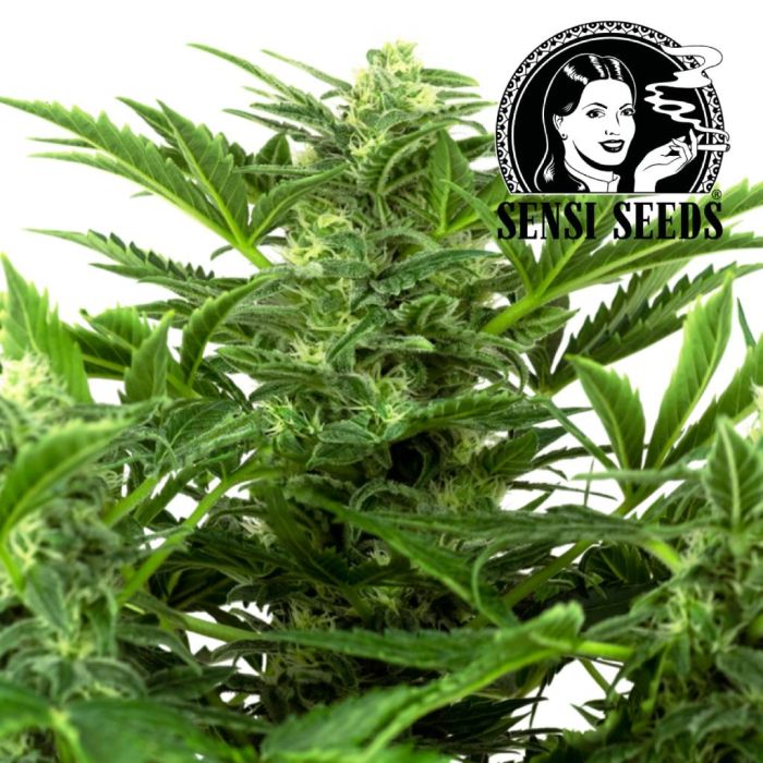 Mandarin Punch Automatic (Sensi Seeds) main product photo