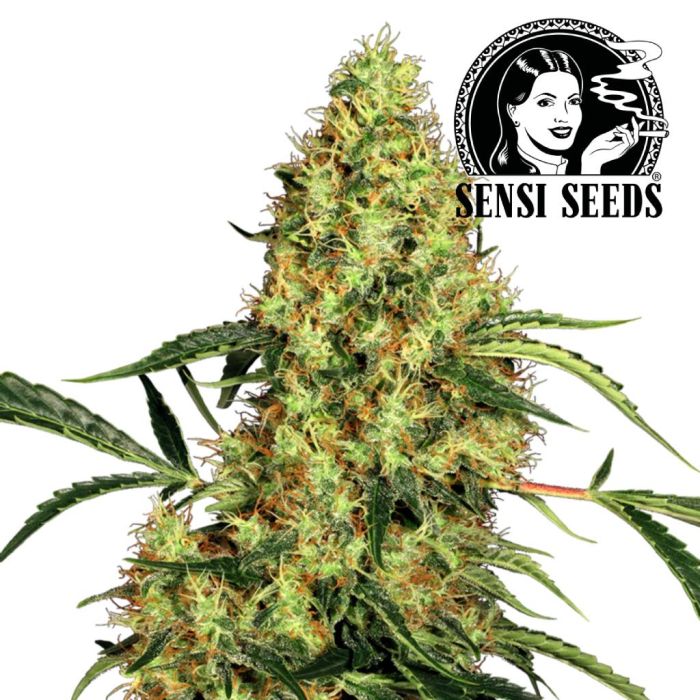 Mexican Sativa (Sensi Seeds) main product photo