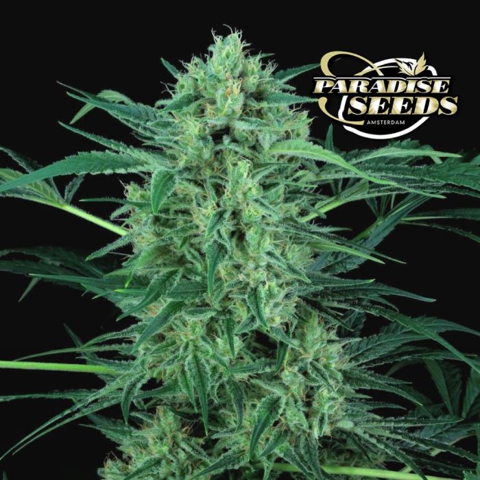 Nebula II CBD (Paradise Seeds) main product photo