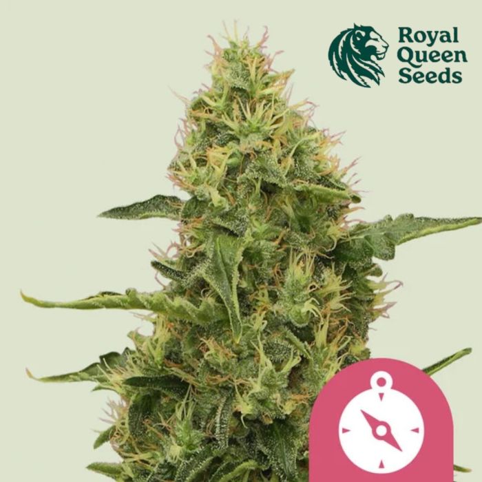 Northern Light (Royal Queen Seeds) 5 Samen main product photo
